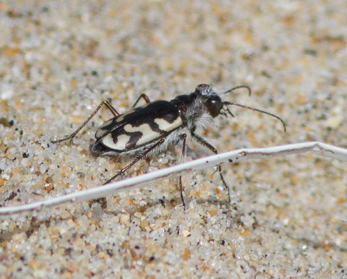 Western Beach Tiger Beetle photo 2