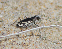 Cicindela latesignata