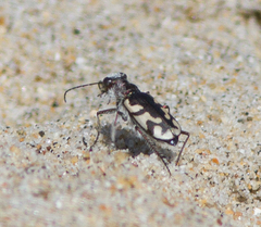 Cicindela latesignata