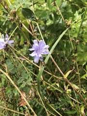 Cichorium intybus