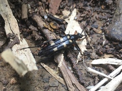 Macroleptura regalis