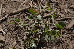 Arctostaphylos patula