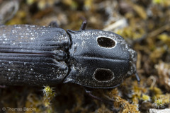 Alaus melanops