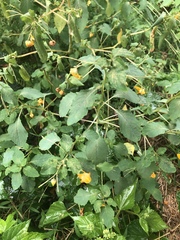 Impatiens capensis