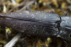 Alaus melanops