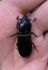 Odontotaenius