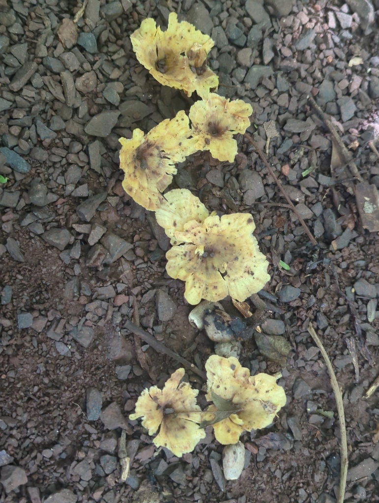 Cotylidia aurantiaca · May 2025 · photo: © jonparod (iNaturalist, cc-by)
