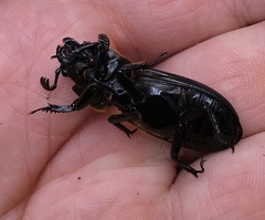 Odontotaenius