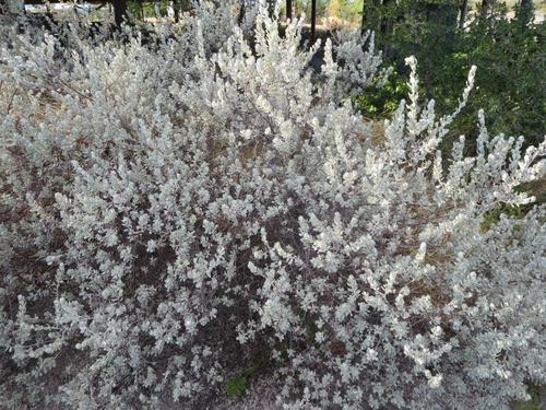 Leucophyllum frutescens