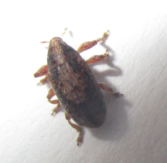 Amphibolocorynus varius