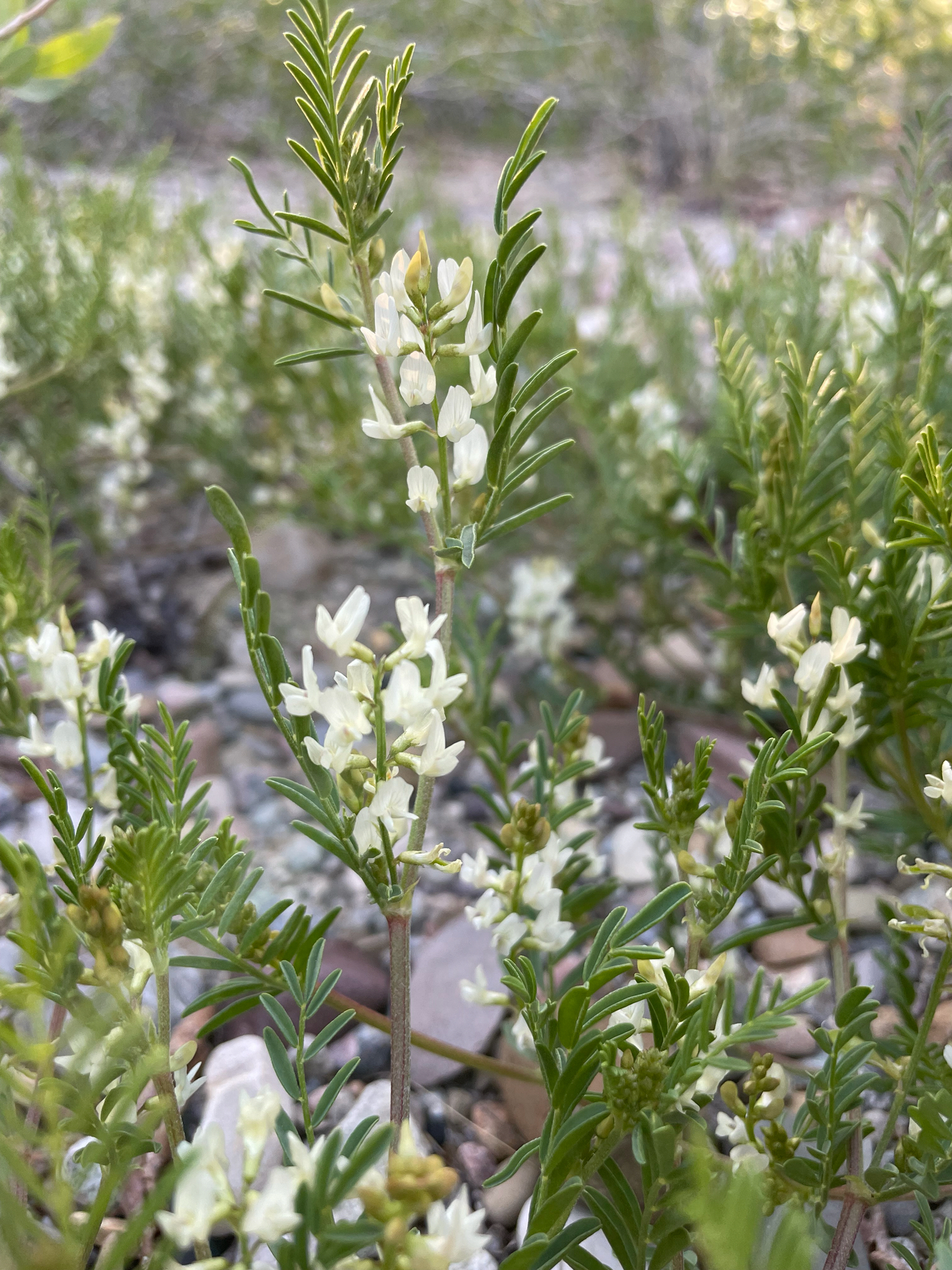 Astragalus multiflorus