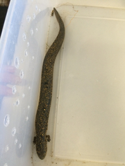 Siren intermedia