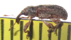 Amphibolocorynus varius
