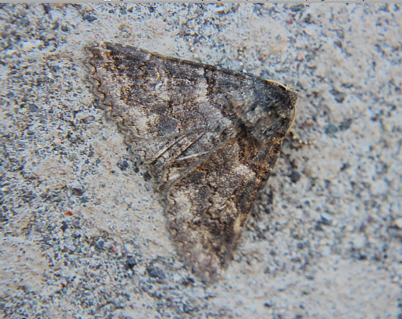 Chilean Zale Moth