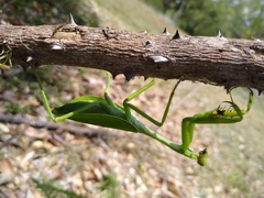 Stagmatoptera septentrionalis