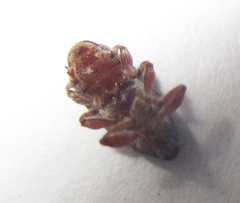 Amphibolocorynus varius