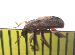 Amphibolocorynus varius