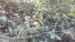 Rosa canina
