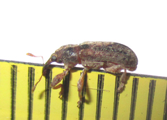 Amphibolocorynus varius