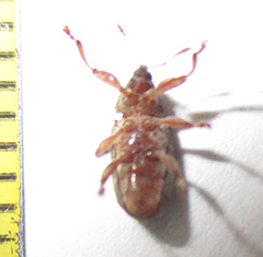 Amphibolocorynus varius