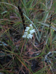 Spiranthes × stellata