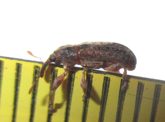 Amphibolocorynus varius