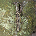Pseudopogonogaster - Photo (c) osoandino, algunos derechos reservados (CC BY-NC), subido por osoandino
