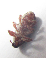 Amphibolocorynus varius