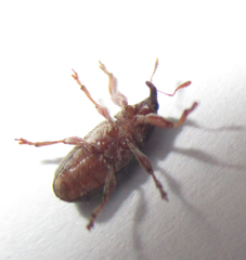 Amphibolocorynus varius