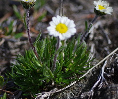 Chrysanthemum integrifolium