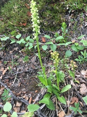 Pseudorchis straminea