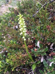 Pseudorchis straminea