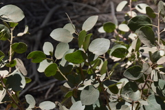 Arctostaphylos viscida