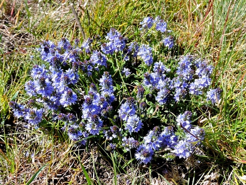 Prostrate Speedwell
