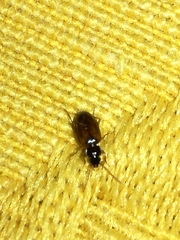 Trechus quadristriatus