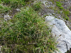 Carex nigricans