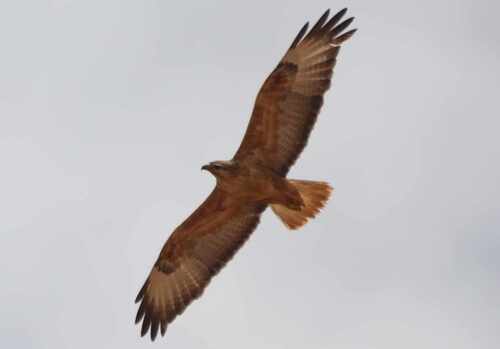 Atlas Long-legged Buzzard