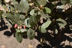 Arctostaphylos viscida