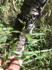 Bidens discoidea