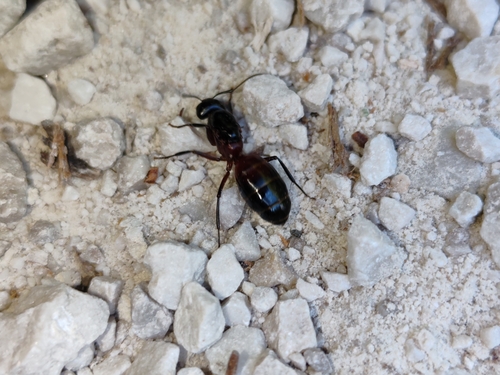 Brown-black Carpenter Ant photo 3