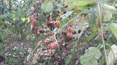 Rubus fruticosus