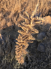 Echium glomeratum