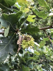 Andricus grossulariae