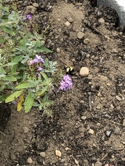 Hemaris diffinis