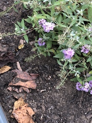 Hemaris diffinis