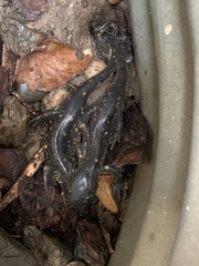 Ambystoma tigrinum