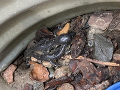 Ambystoma tigrinum