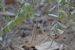 Hosackia crassifolia
