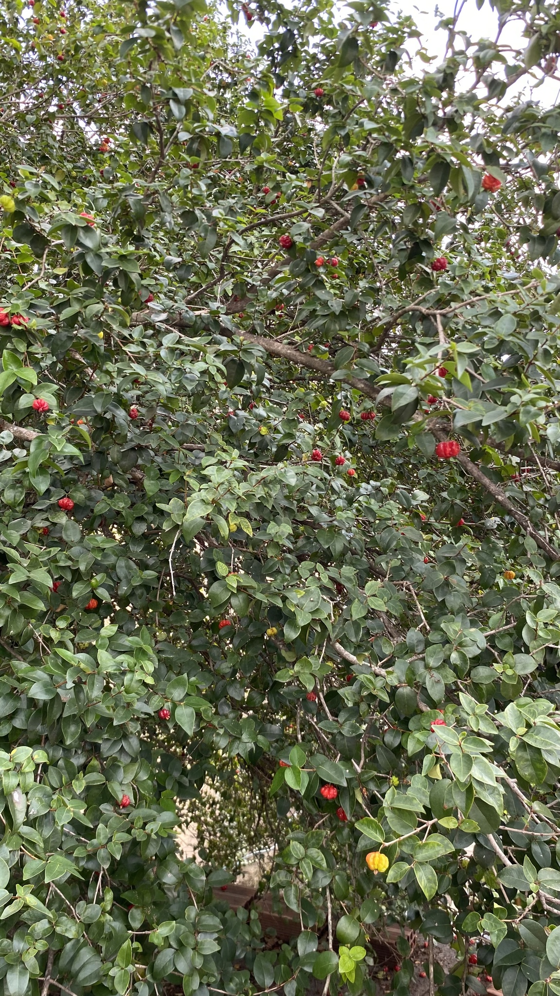 Eugenia uniflora