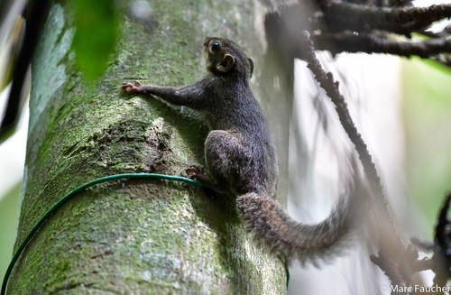 Low's Squirrel